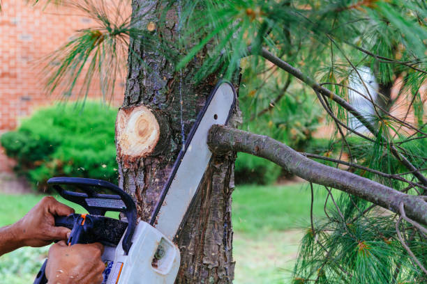 Reliable Arvada, CO Tree Removal Solutions